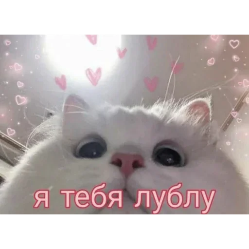 животное кошка млекопитающее