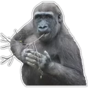 Sticker Cecki gorilla - 3