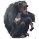 Sticker Cecki gorilla - 10