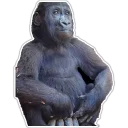Sticker Cecki gorilla - 2