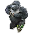 Sticker Cecki gorilla - 4