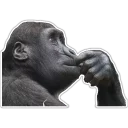Sticker Cecki gorilla - 1