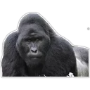 Sticker Cecki gorilla - 6