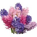 Sticker congratulations - 1