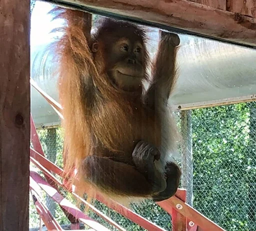 Стикер CPA - 7