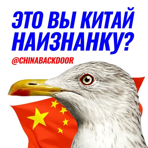 Чаечка - животное