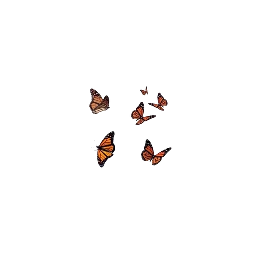 бабочка темнота животное