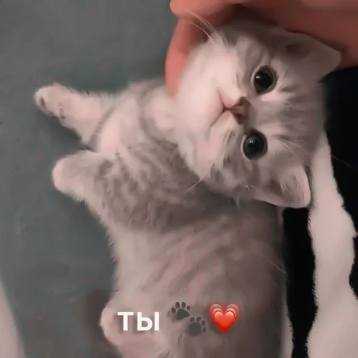 cat domestic cat small to medium-sized cats