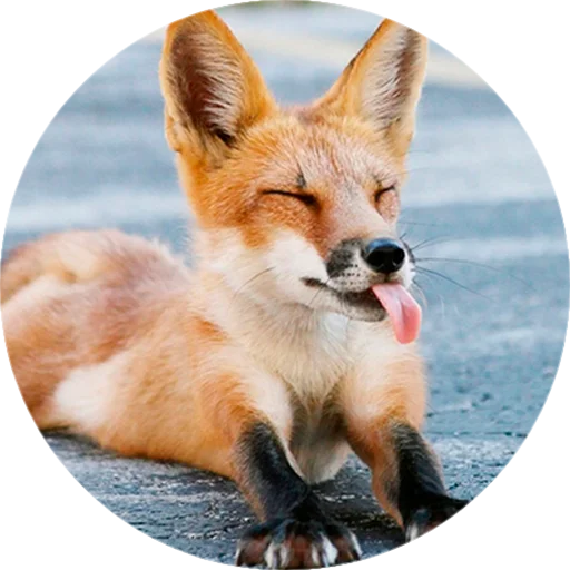 Лисички @stiker_packk - 