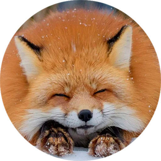 Sticker chanterelles_wos - 1