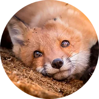 Стикер Лисички @stiker_packk - 11