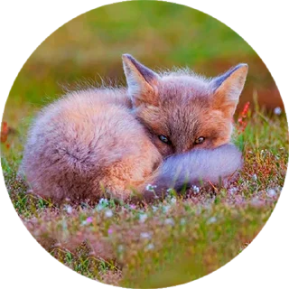 Стикер Лисички @stiker_packk - 3