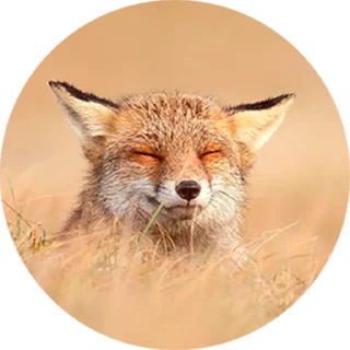 Стикер Лисички @stiker_packk - 4