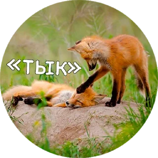 Стикер Лисички @stiker_packk - 9