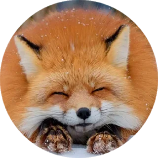 Стикер Лисички @stiker_packk - 6