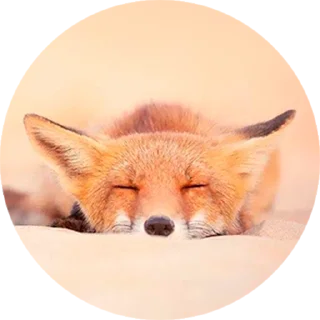 Стикер Лисички @stiker_packk - 5