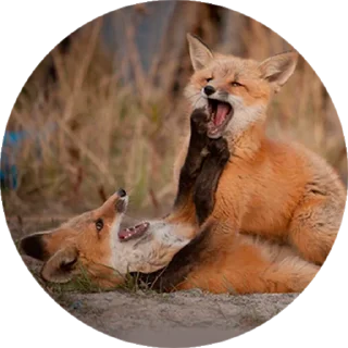 Стикер Лисички @stiker_packk - 1