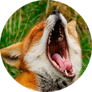 Стикер Лисички @stiker_packk - 2