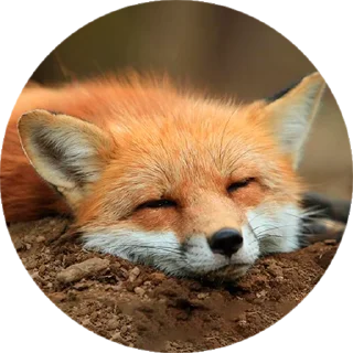 Стикер Лисички @stiker_packk - 10