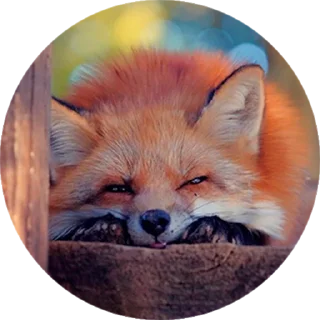 Стикер Лисички @stiker_packk - 0