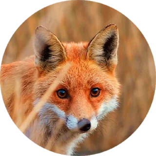 Стикер Лисички @stiker_packk - 8