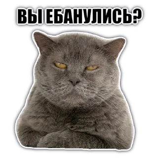 Sticker @chatkasha - 5