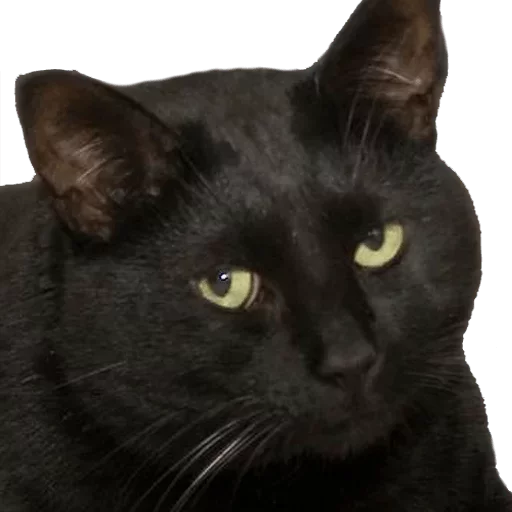 mammal animal domestic cat