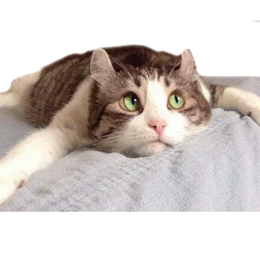 small to medium-sized cats animal mammal