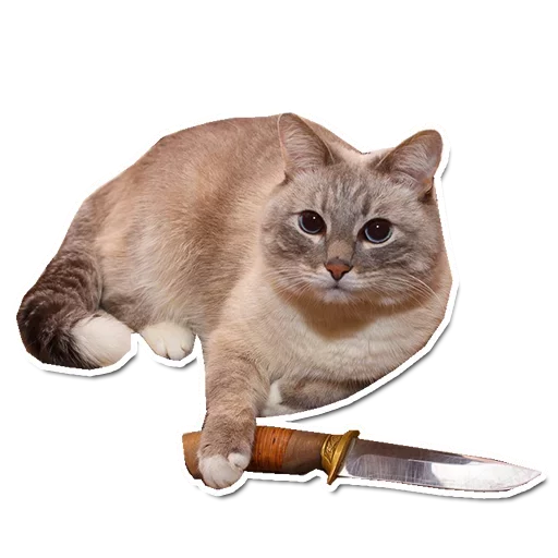 cat small to medium-sized cats whiskers