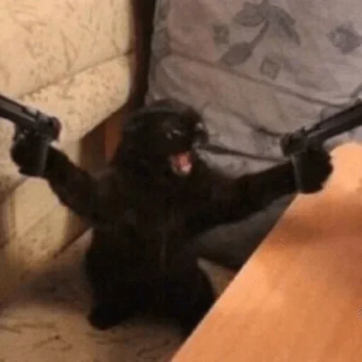 млекопитающее животное комнатный