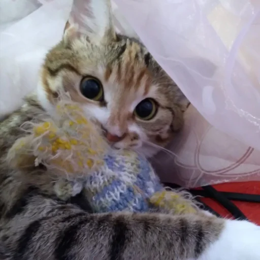 Стикер cute котики - 11