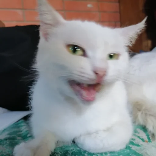 Стикер cute котики - 10