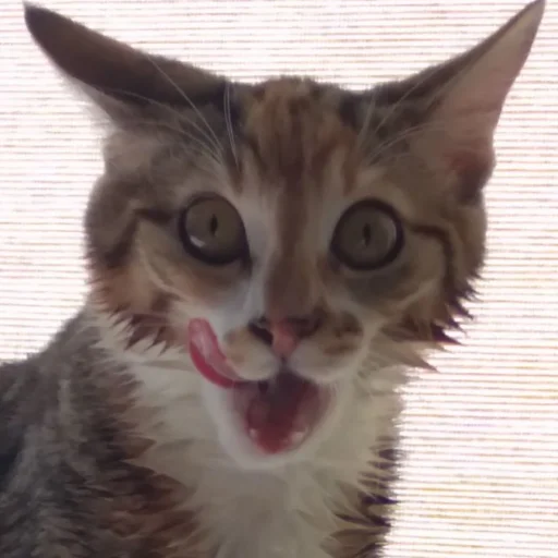 Стикер cute котики - 9