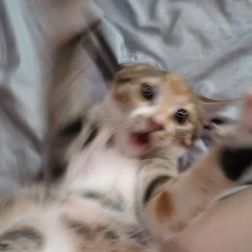 Стикер cute котики - 8