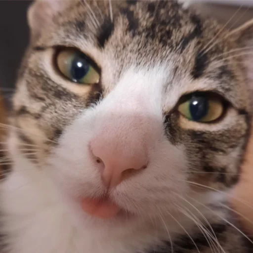 Стикер cute котики - 7