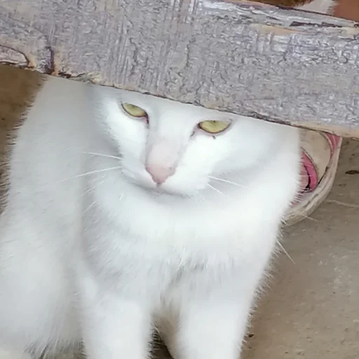 Стикер cute котики - 6