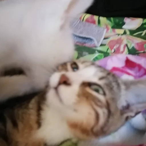 Стикер cute котики - 5