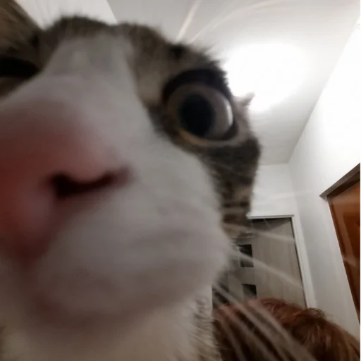 Стикер cute котики - 4