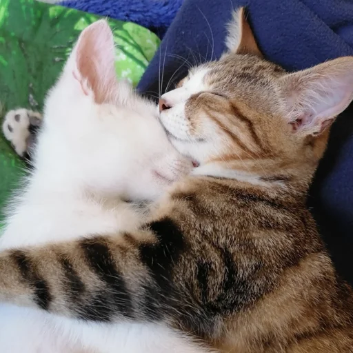Стикер cute котики - 3