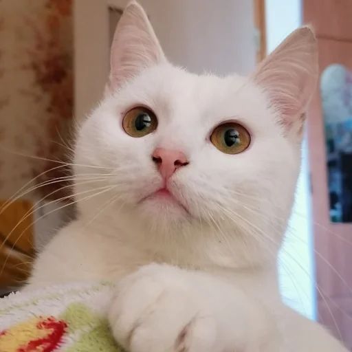Стикер cute котики - 2