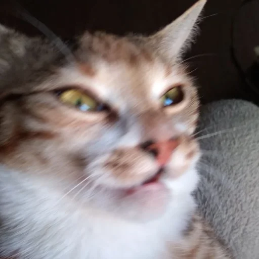 Стикер cute котики - 0