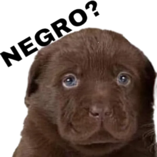 Стикер chauvez - 1