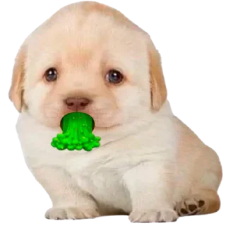 Стикер doggies by @normtipsdog - 2