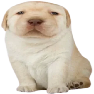 Стикер doggies by @normtipsdog - 0