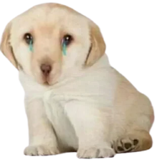 Стикер doggies by @normtipsdog - 3