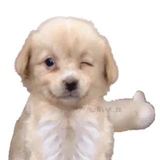 Стикер doggies by @normtipsdog - 1