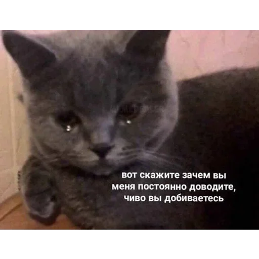 млекопитающее животное кошка