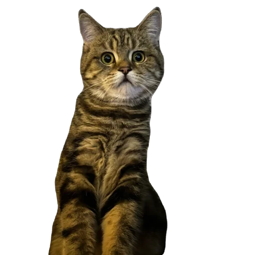 Стикер chelsik4 - 1