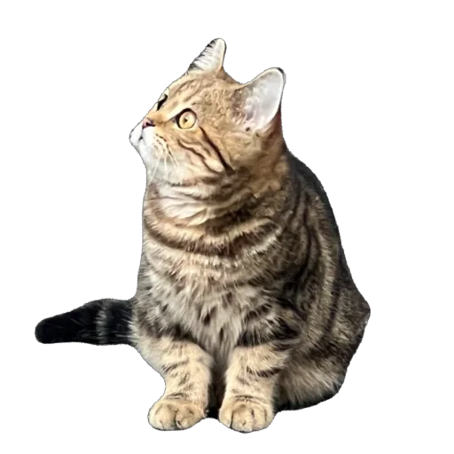 Стикер chelsik4 - 1