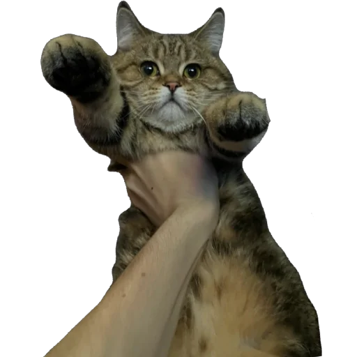 Стикер chelsik4 - 1